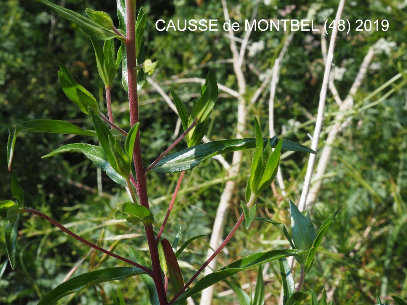 Collomia, Grand leaf